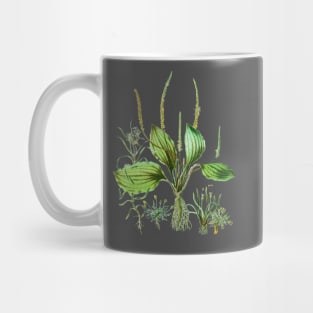 Plantaginaceae Mug